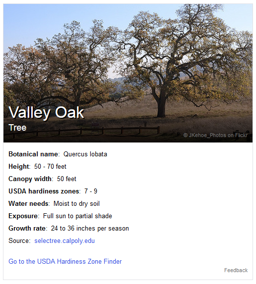 Screenshot of search result knowledge graph for a valley oak tree
