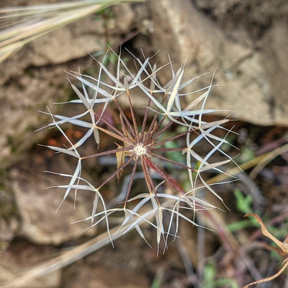 Close up of a delicate flower