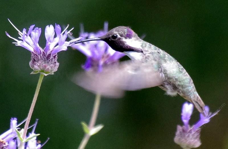 Salvia clevelandii (alpine cleveland sage) & hummingbird